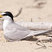 Least Tern